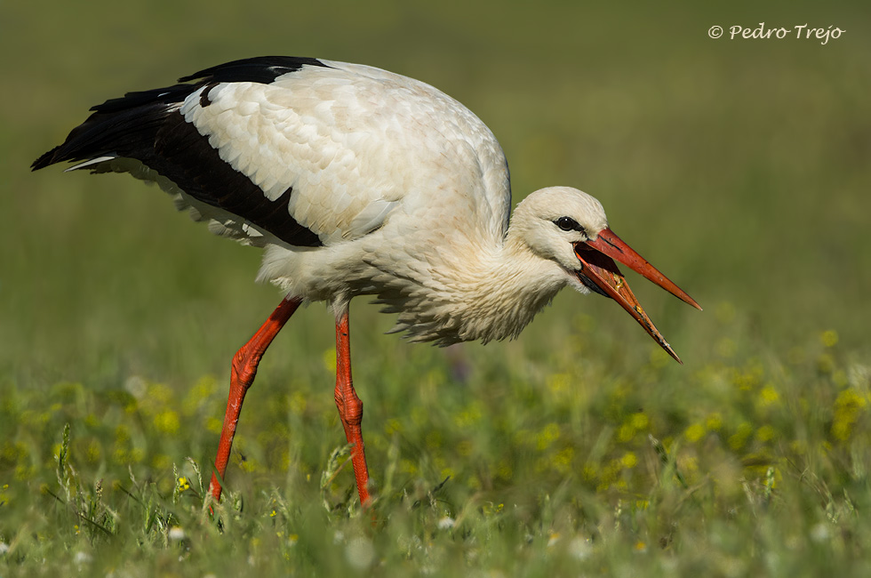 Cigüeña blanca (Ciconia ciconia)